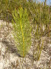 Leucadendron platyspermum