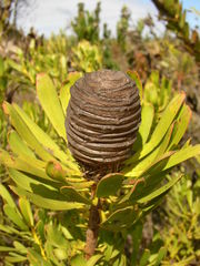Leucadendron platyspermum