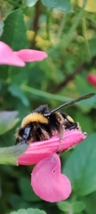 Bombus