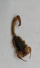 Centruroides suffusus