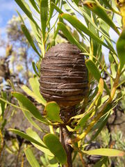 Leucadendron platyspermum
