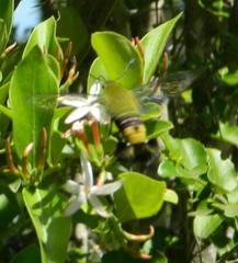 Cephonodes hylas virescens