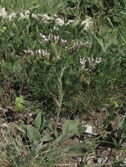 Goniolimon tataricum