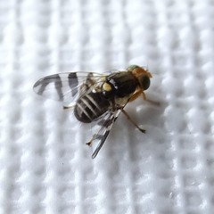 Rhagoletis cingulata