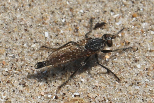 Dune Robber Fly, Noordwijk, Zuid-Holland, Netherlands, photo 6 of 10