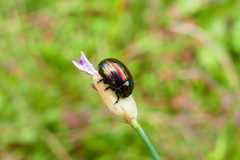 Chrysolina cerealis