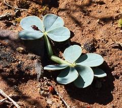 Oxalis flava flava