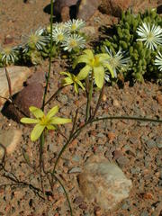 Moraea fuscomontana