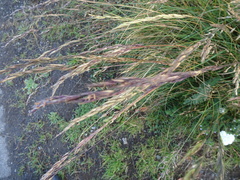 Festuca rubra rubra