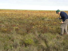 Leucadendron stelligerum