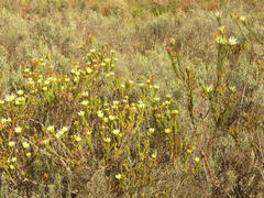 Leucadendron stelligerum