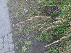 Festuca rubra rubra