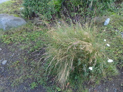 Festuca rubra rubra