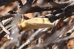 Rhodometra participata