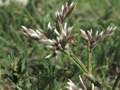 Goniolimon tataricum