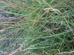 Festuca rubra rubra