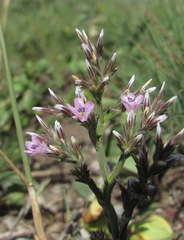 Goniolimon tataricum