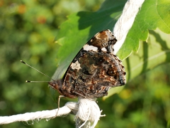 Vanessa atalanta