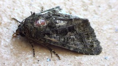 Lepidoptera