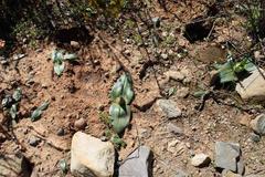 Colchicum coloratum burchellii