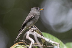 Contopus cinereus