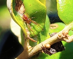 Anelosimus studiosus