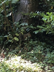 Sciurus carolinensis