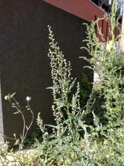 Chenopodium album