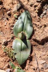 Colchicum coloratum burchellii