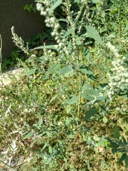 Chenopodium album
