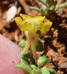 Hemimeris centrodes