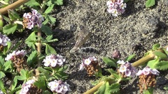 Campsomeriella thoracica