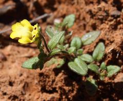 Hemimeris centrodes