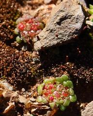 Crassula pageae