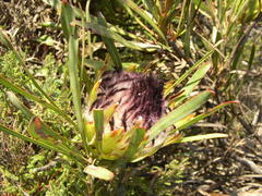 Protea longifolia minor