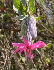 Barnadesia aculeata (Barnadesia aculeata)
