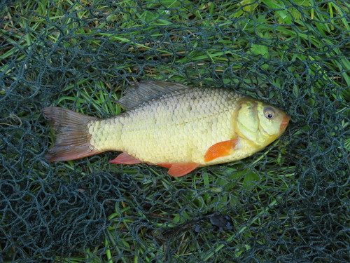 Crucian Carp