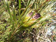 Protea longifolia minor