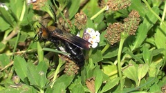 Campsomeriella thoracica
