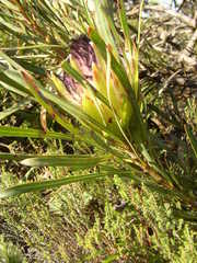 Protea longifolia minor