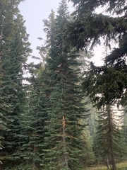 Abies magnifica shastensis