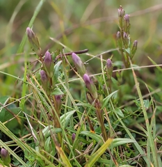 Gentianella campestris