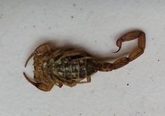 Centruroides suffusus