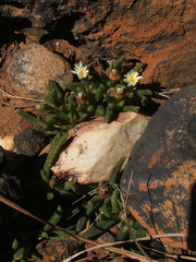 Delosperma esterhuyseniae