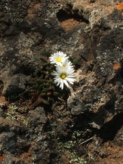 Delosperma esterhuyseniae
