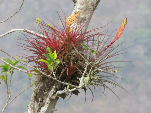 Tillandsia tricolor, photograph 6