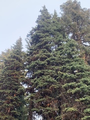 Abies magnifica shastensis