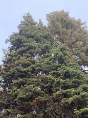 Abies magnifica shastensis