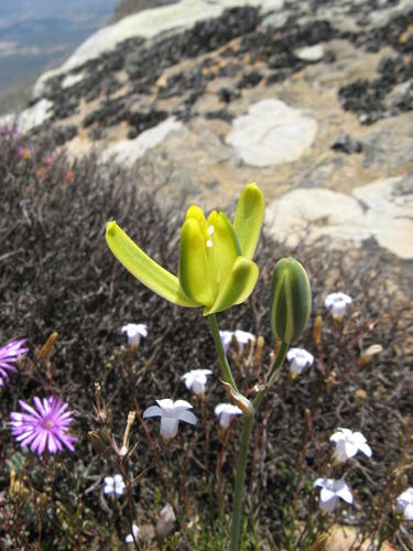 Albuca aurea