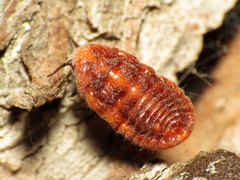 Palaeococcus fuscipennis